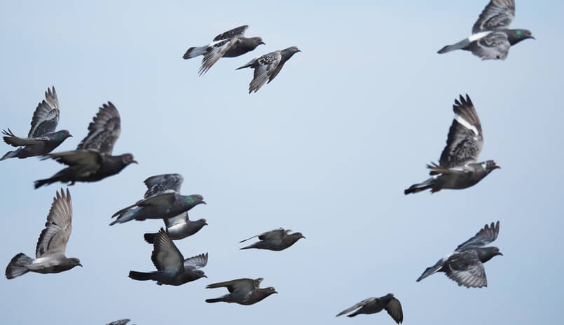 Vogel- und Taubenabwehr in Brandenburg